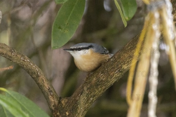 Nuthatch (Sitta europaea), Sieversen, Rosengarten, Lower Saxony, Germany