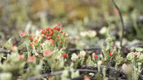Close-up of very small lichens, trumpet-shaped with red and green colors on barren sandy soil with plant remains, lichen Cladonia spec., red fruiting bodies, lichen growth, macro, macro image, detail, symbiosis, symbiotic, Schwindebecker Heide nature reserve, Lüneburger Heide nature park, Harburg district, Lower Saxony, Germany