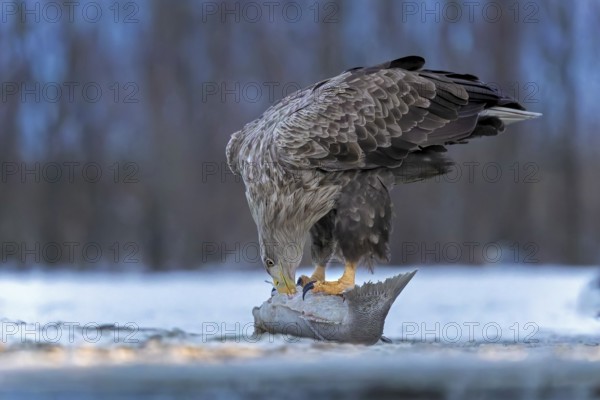 White-tailed eagle (Haliaeetus albicilla) adult bird on the water and on the ice, hunting, foraging, lake landscape, prey, hunting, waterfowl fleeing, male and female, pair, carp eating, fish caught, heron fleeing, cormorant, catches, geese, flight, bird of prey, watery landscape, Hortobágyi Nemzeti Park, Hungary