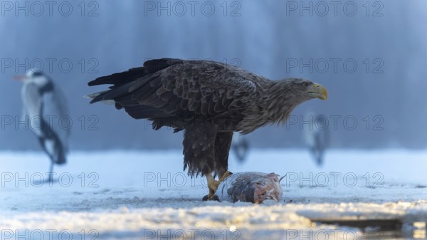 White-tailed eagle (Haliaeetus albicilla) adult bird on the water and on the ice, hunting, foraging, lake landscape, prey, hunting, waterfowl fleeing, male and female, pair, carp eating, fish caught, heron fleeing, catches, geese, flight, bird of prey, watery landscape, Hortobágyi Nemzeti Park, Hungary