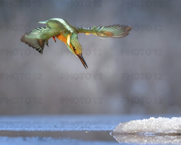 Kingfisher (Alcedo atthis) Winter and frost, hunting with fish, prey, frozen lake, ice-free, foraging, hunting, looking for prey, snow, male, diving, flying gems, indicator of clean water and rivers, Hortobágyi Nemzeti Park, Hungary