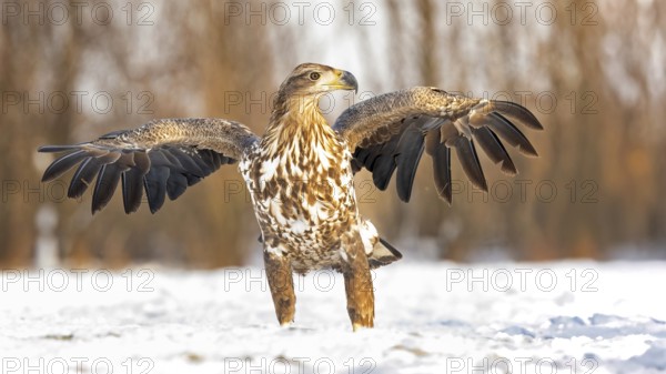White-tailed eagle (Haliaeetus albicilla) young eagle on the water and on the ice, hunting, foraging, lake landscape, prey, hunting, waterfowl fleeing, male and female, pair, carp eating, fish caught, heron fleeing, cormorant, catches, geese, flight, bird of prey, watery landscape, Hortobágyi Nemzeti Park, Hungary