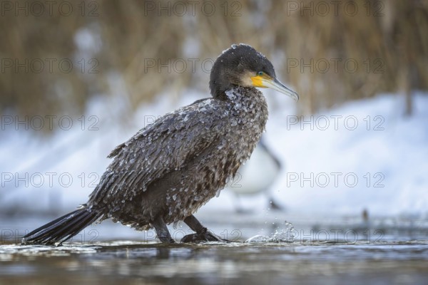 Cormorant (Phalacrocorax carbo) sitting, frost and ice on feathers, iced, distress, lack of food, portrait, winter, hunting, fishing, sunrise, morning light, Hortobágyi Nemzeti Park, Hungary