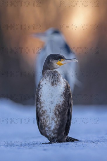 Cormorant (Phalacrocorax carbo) and grey heron (Ardea cinerea) sitting, sunrise, frost and ice on feathers, icy, distress, lack of food, portrait, winter, hunting, fishing, sunrise, morning light, Hortobágyi Nemzeti Park, Hungary