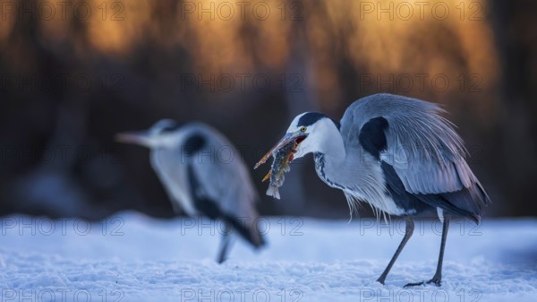 Grey heron (Ardea cinerea) sitting, frost and ice on feathers, iced, hunting, with catfish as prey, distress, lack of food, portrait, winter, hunting, fishing, sunrise, morning light, Hortobágyi Nemzeti Park, Hungary