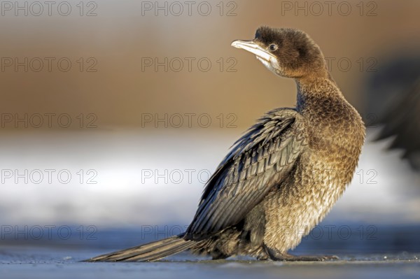 Pygmy Cormorant (Microcarbo pygmaeus, Syn.: Phalacrocorax pygmeus) on the ice, frozen lake, winter, frost, lack of food, cormorant family, lake landscape, Hortobágyi Nemzeti Park, Hungary