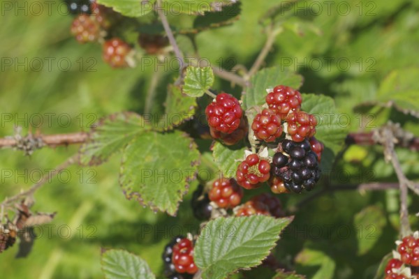 Ripe and unripe blackberries on a leafy green branch, Fort William, Scotland, Great Britain