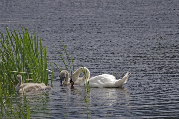 Swan and chicks swimming in a pond with reeds, Local Hero, Pennan, Aberdeenshire, Scotland, Great Britain, Aberdeenshire, Scotland, Great Britain