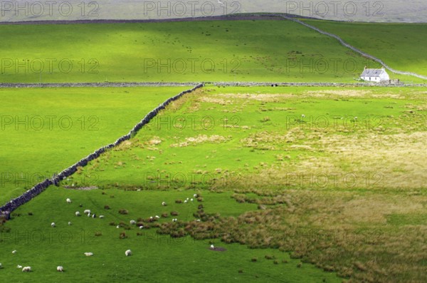 Green fields with grazing sheep and a lonely house on the horizon, Tongue, Highlands, West Coast, Scotland, United Kingdom