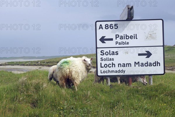Sheep in a green field next to a road sign leading to various places, Outer Hebrides, Hebrides, Scotland, United Kingdom