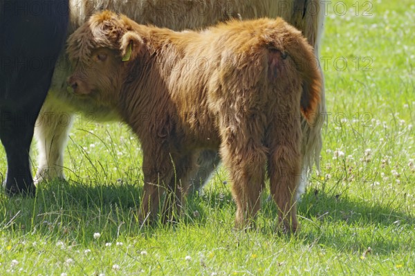 Young Scottish highland cattle on green pasture, Aberdeenshire, Scotland, Great Britain