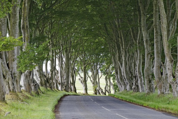 Long avenue of trees covering a road and creating a tranquil atmosphere, Local Hero, Pennan, Aberdeenshire, Scotland, United Kingdom