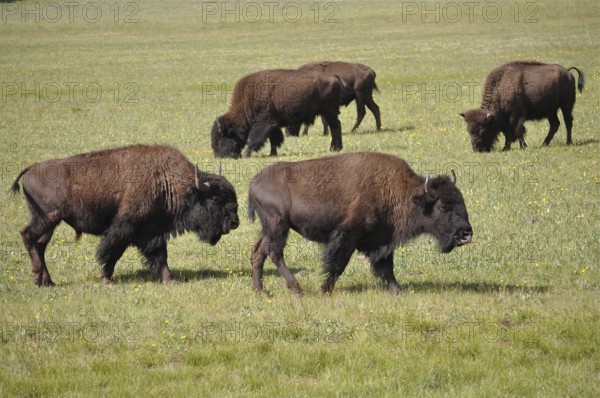 A herd of American Bison (Bos bison) moves peacefully across the vast grasslands. Grand Canyon National Park, Arizona, USA