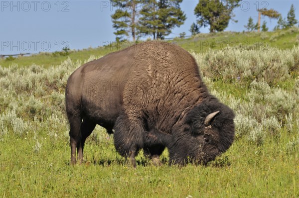 A mighty American Bison (Bos bison) stands in a green pasture, trees in the background. Yellowstone National Park, Wyoming, USA