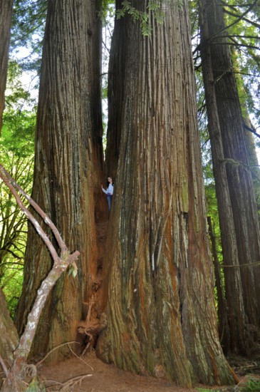 A person stands in an opening of a massive, old redwood tree, coast redwood (Sequoia sempervirens) . Redwood National Park, California, USA