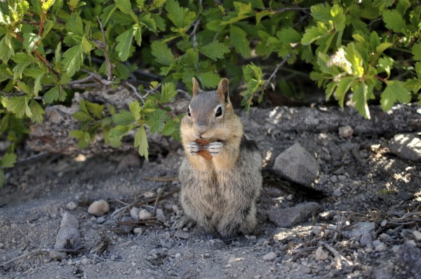 A ground squirrel, Harris antelope gopher (Ammospermophilus harrisii), sitting on the ground under bushes, natural environment, focus on animal. Crater Lake National Park, Oregon, USA