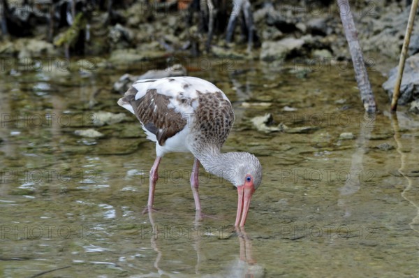 A young snowy ibis (Eudocimus albus), juvenile, searches for food in shallow water. Bahia Honda State Park, Florida Keys, Florida, USA
