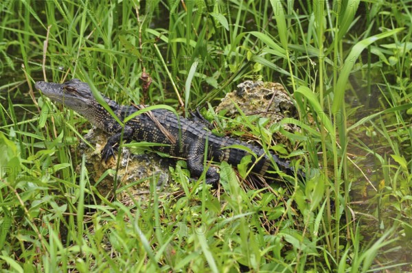 A young alligator, Mississippi alligator (Alligator mississippiensis), juvenile, lying on a rock in the dense grass. Everglades National Park, Florida, USA