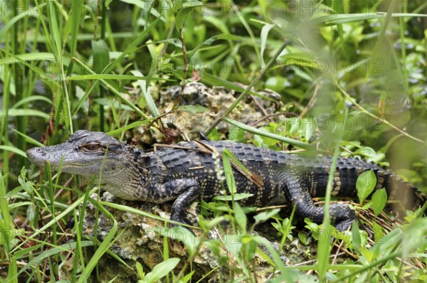 A young Mississippi alligator (Alligator mississippiensis), juvenile, resting on a rock surrounded by tall grass. Everglades National Park, Florida, USA