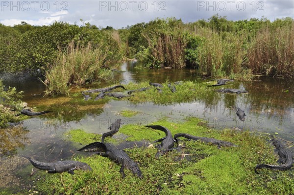 Several Mississippi alligators (Alligator mississippiensis) in a swampy water area, surrounded by dense vegetation. Everglades National Park, Florida, USA