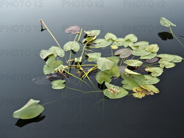 Floating lily pads on calm water with a natural, calming atmosphere. A Mississippi alligator (Alligator mississippiensis) hides among them. Everglades National Park, Florida, USA