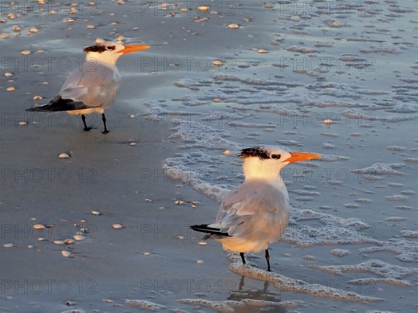 Two terns, royal terns (Thalasseus maximus), stand on the beach at sunset, surrounded by gentle waves. Sanibel Island, Florida, USA
