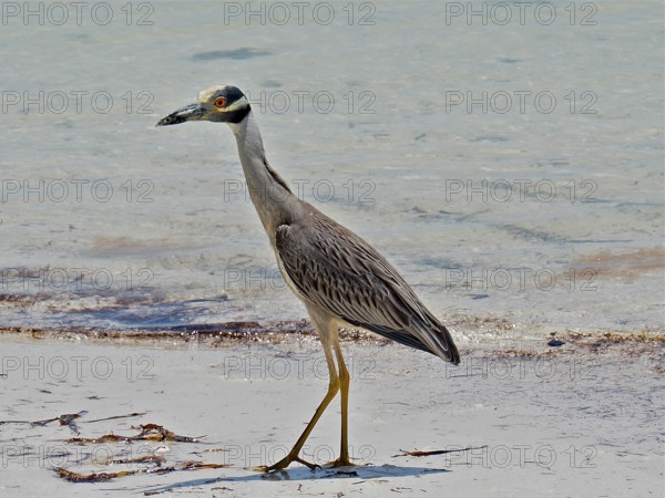 A heron, crab heron (Nyctanassa violacea), walks along the shore with calm water in the background. Bahia Honda State Park, Florida Keys, Florida, USA