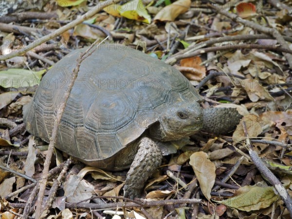 A turtle, Georgia gopher tortoise (Gopherus polyphemus), lies among leaves on the forest floor. Riviera Beach, Florida, USA