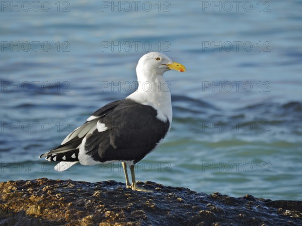 A Dominican Gull (Larus dominicanus) stands on a rock by the sea in calm water. Florida Keys, Florida, USA