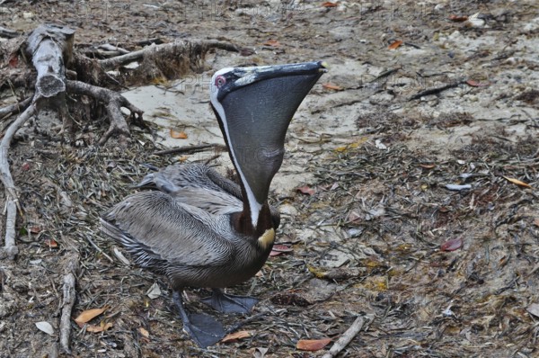 A pelican, brown pelican (Pelecanus occidentalis), sits on the sandy shore and curiously observes its surroundings. Bahia Honda State Park, Florida Keys, Florida, USA