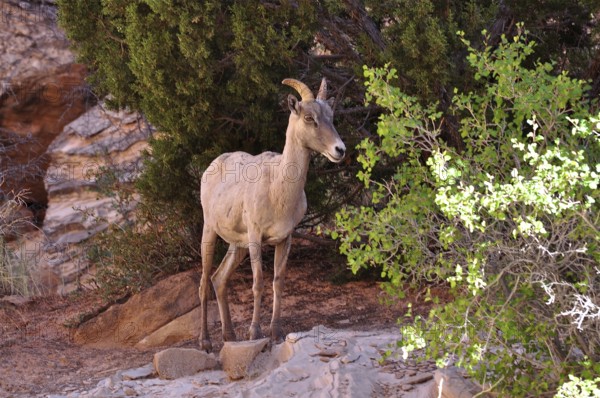 A bighorn sheep (Ovis canadensis) stands next to trees, natural and peaceful surroundings. Capitol Reef National Park, Utah, USA