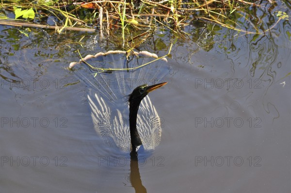 An American darter (Anhinga anhinga) swims in the calm water, its magnificent feathers glowing. Everglades National Park, Florida, USA