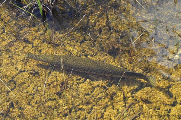 A Florida garfish (Lepisosteus platyrhincus) swims over aquatic plants in a clear river. Everglades National Park, Florida, USA