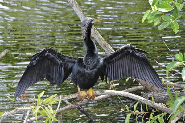 An American Darter (Anhinga anhinga) spreads its wings to dry on a branch by the water. Everglades National Park, Florida, USA