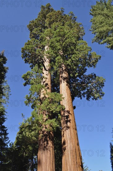 Two huge Sequoia trees, giant sequoia (Sequoiadendron giganteum), stand out against the blue sky. Sequoia National Park, California, USA