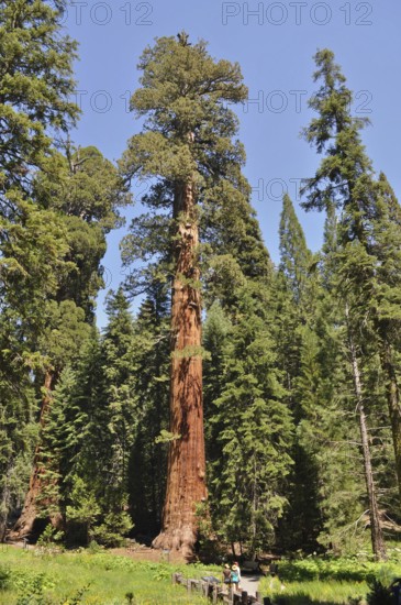 Single impressive Sequoia tree, giant sequoia (Sequoiadendron giganteum), in the midst of green vegetation under a blue sky. Sequoia National Park, California, USA