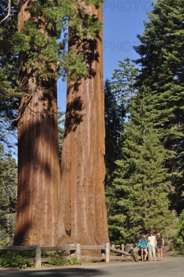Two massive Sequoia trees, giant sequoia (Sequoiadendron giganteum), with walkers at the base under a clear sky. Sequoia National Park, California, USA