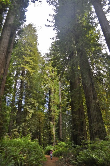 A child walks on a path through a redwood forest surrounded by giant trees, coast redwood (Sequoia sempervirens) . Redwood National Park, California, USA