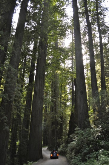 A vehicle drives through a shady forest of large redwood trees, coast redwood (Sequoia sempervirens) . Redwood National Park, California, USA