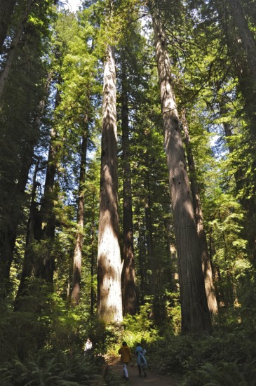 Two people walking through a majestic redwood forest, coast redwood (Sequoia sempervirens), during the day. Redwood National Park, California, USA