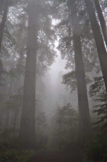 Tall trees, coast redwoods (Sequoia sempervirens), in a misty forest create a mystical, tranquil atmosphere. Redwood National Park, California, USA