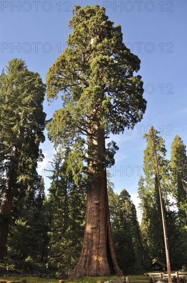 A majestic Sequoia tree, giant sequoia (Sequoiadendron giganteum), rises under a clear blue sky. Sequoia National Park, California, USA