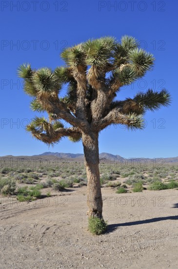 A single Joshua tree, Joshua palm lily (Yucca brevifolia), in the barren desert landscape under a blue sky. Nevada, US