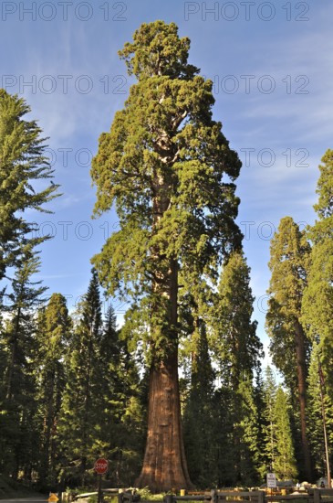 A huge Sequoia tree, giant sequoia (Sequoiadendron giganteum), towers into the blue sky in a wooded area. Sequoia National Park, California, USA