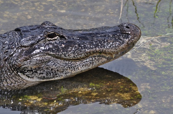 Close-up of the head of a Mississippi alligator (Alligator mississippiensis) in the water with clear skin details. Everglades National Park, Florida, USA