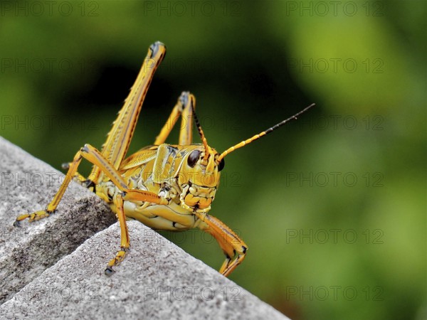 Close-up of a yellow grasshopper, short-fingered grasshopper (Romalea microptera) . Everglades National Park, Florida, USA