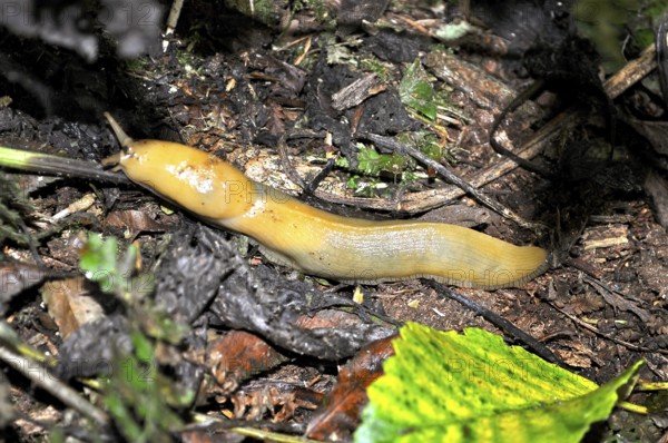 A large nudibranch, banana slug (Ariolimax stramineus), crawls across the forest-covered ground. Redwood National Park, California, USA