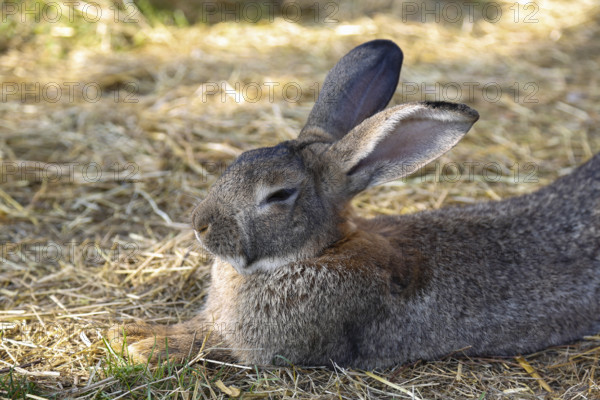 Domestic rabbit (Oryctolagus cuniculus forma domestica), hare lying in straw, Berghülen, Swabian Alb, Baden-Württemberg, Germany