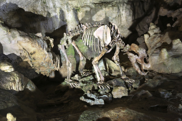 Bear skeleton, Bärenhöhle, Karlshöhle, Erpfinger Höhle, stalactite cave, white Jurassic limestone rock, Sonnenbühl-Erpfingen, Swabian Jura, Baden-Württemberg, Germany