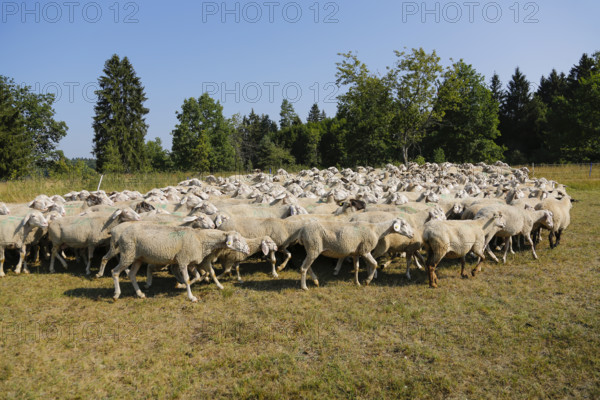 Sheep (Ovis), Fauser sheep farm, landscape conservation, mammals, herd, Pfronstetten, Swabian Alb, Baden-Württemberg, Germany